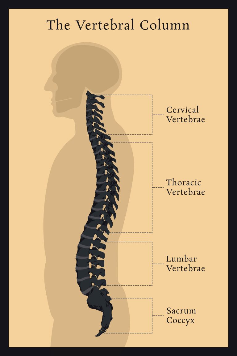 Spinal Vertebral Column