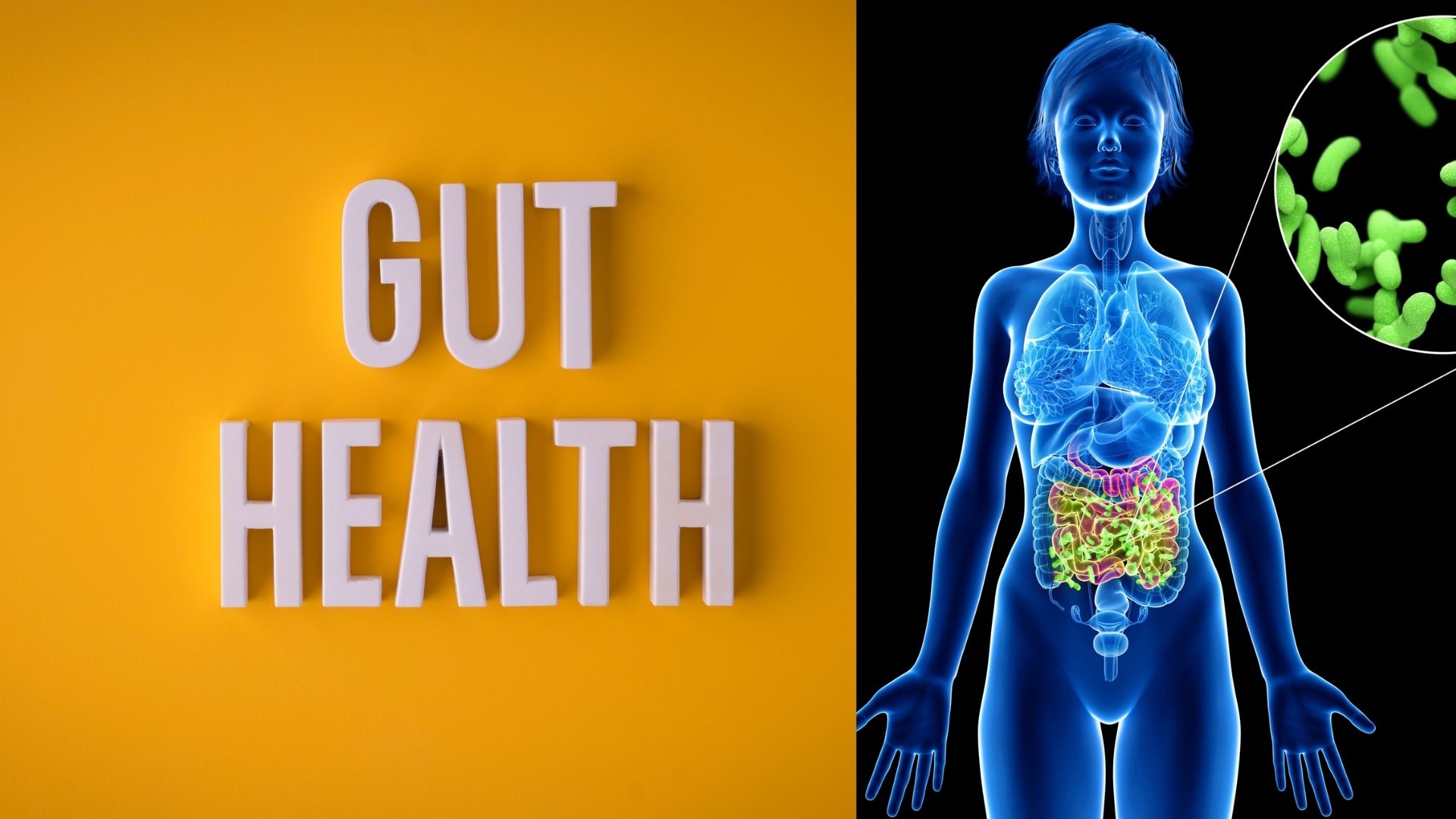 Gut Bacteria - Nutrition Essentials