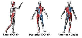 Anterior Chain, Posterior Chain, Lateral Chain