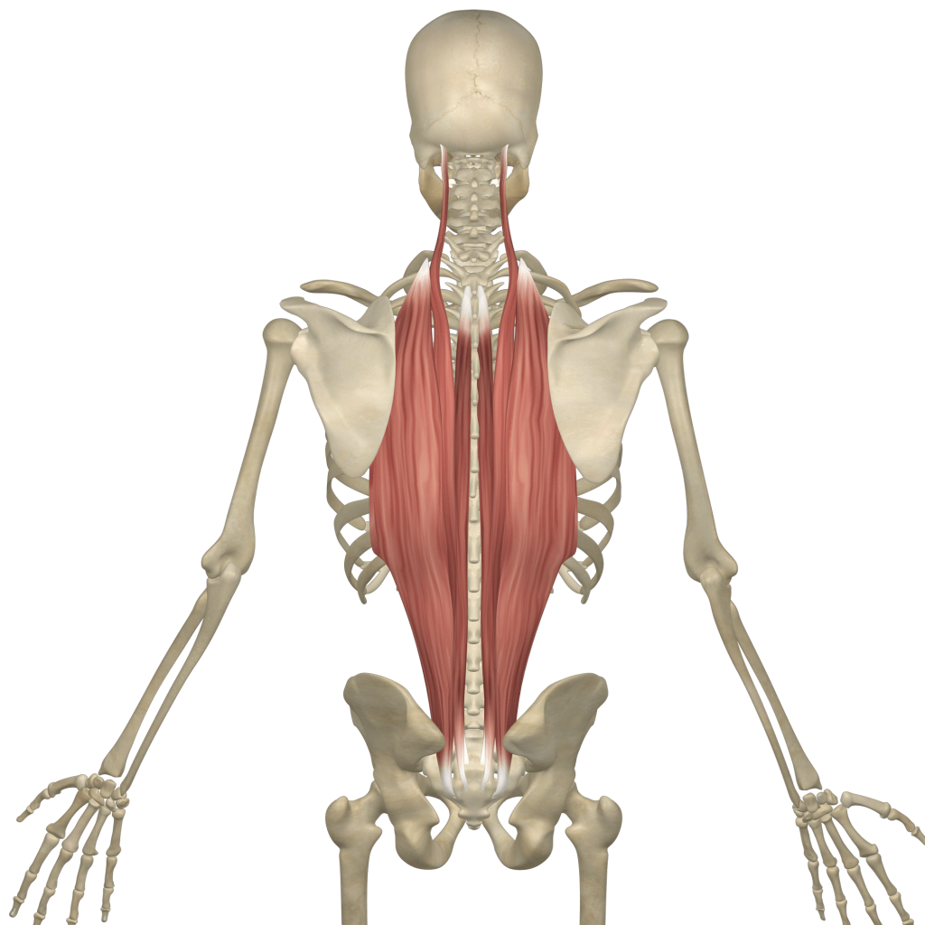 Erector Spinae/Multifidus - Spinal Loosening