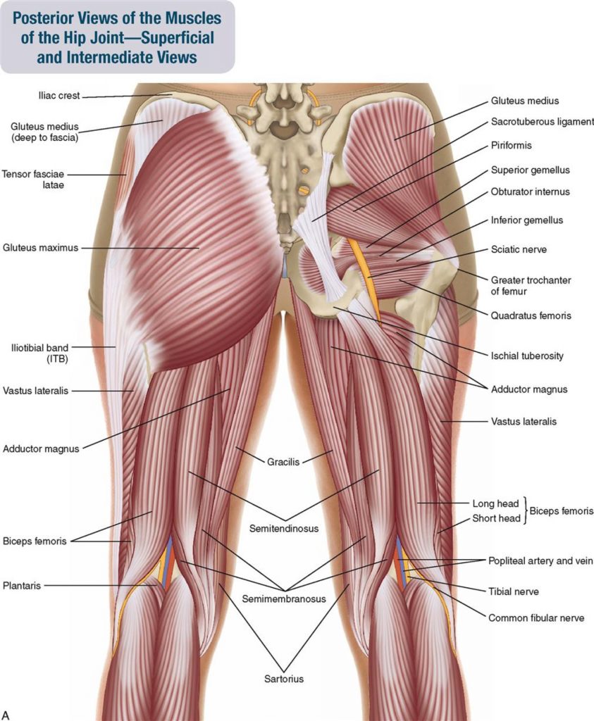 Hip Anatomy - Hip Activation