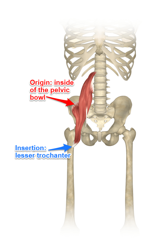 Hip Flexors Anatomy