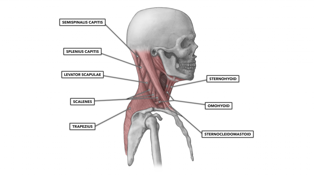 Cervical Mobilization - Neck Muscles