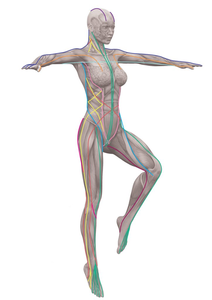 Myofascia Network